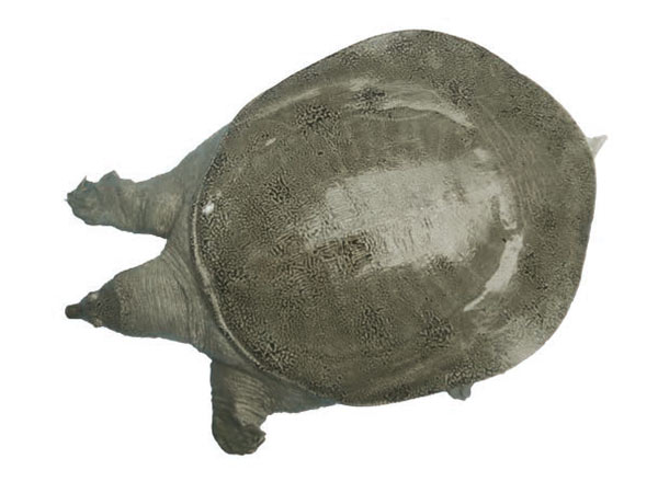 福源甲魚